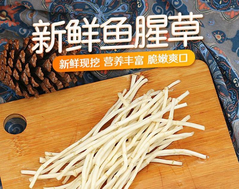 （现挖）鱼腥草折耳根湖北凉拌节节根四川贵州全国发货