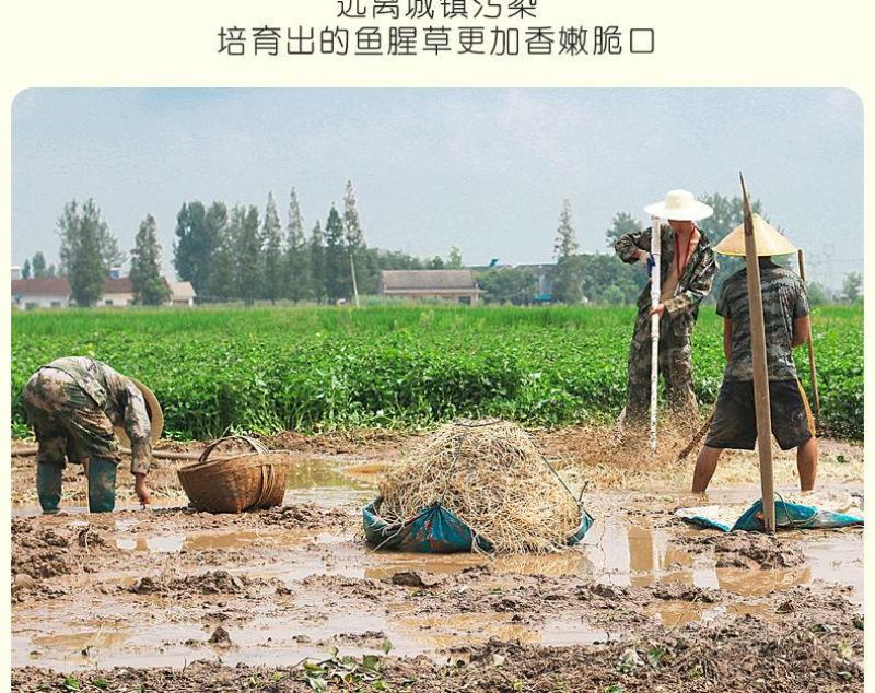 （现挖）鱼腥草折耳根湖北凉拌节节根四川贵州全国发货