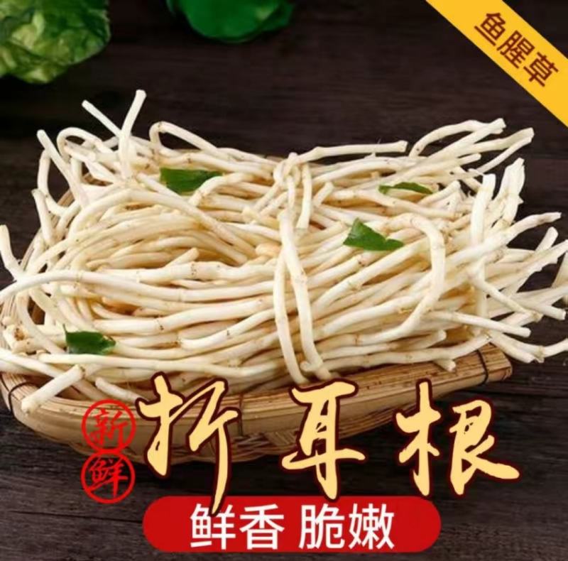 （现挖）鱼腥草折耳根湖北凉拌节节根四川贵州全国发货