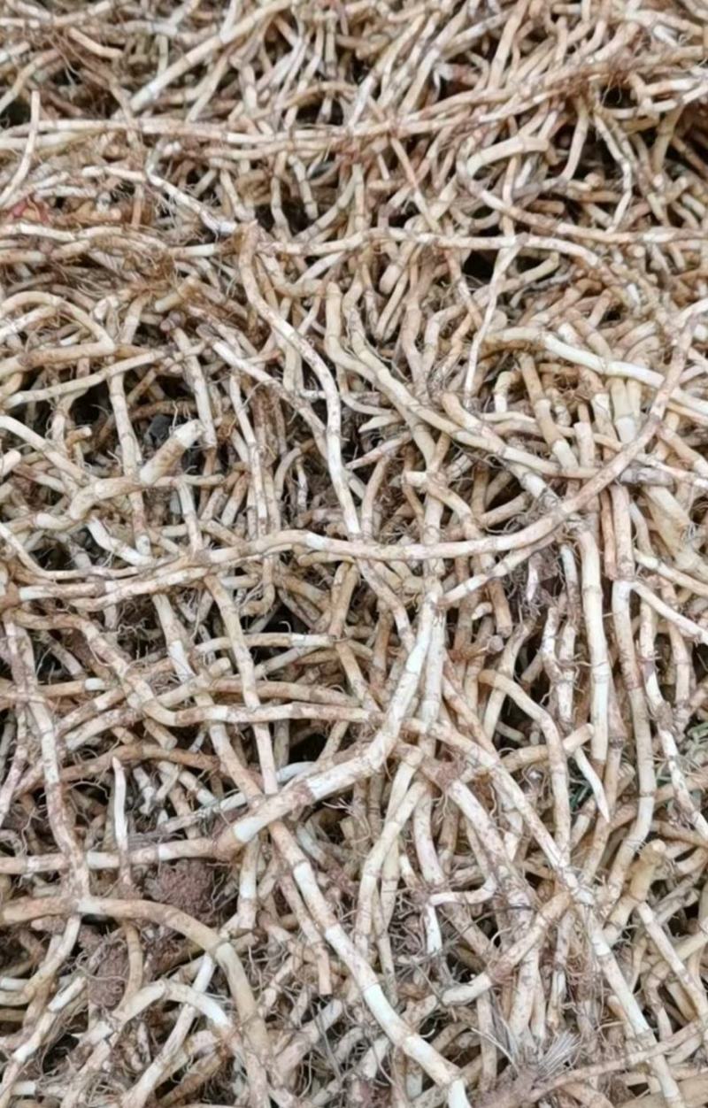 （现挖）鱼腥草折耳根湖北凉拌节节根四川贵州全国发货