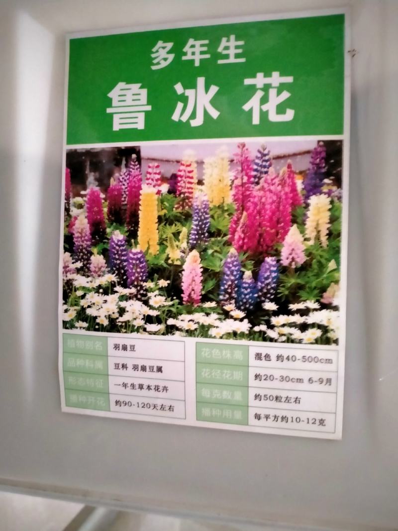 鲁冰花种子易种多年生草本羽扇豆四季花籽易活室外花种子耐寒