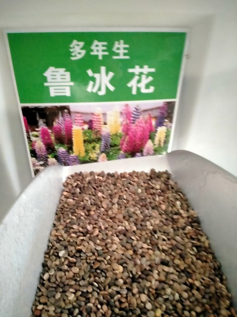 鲁冰花种子易种多年生草本羽扇豆四季花籽易活室外花种子耐寒