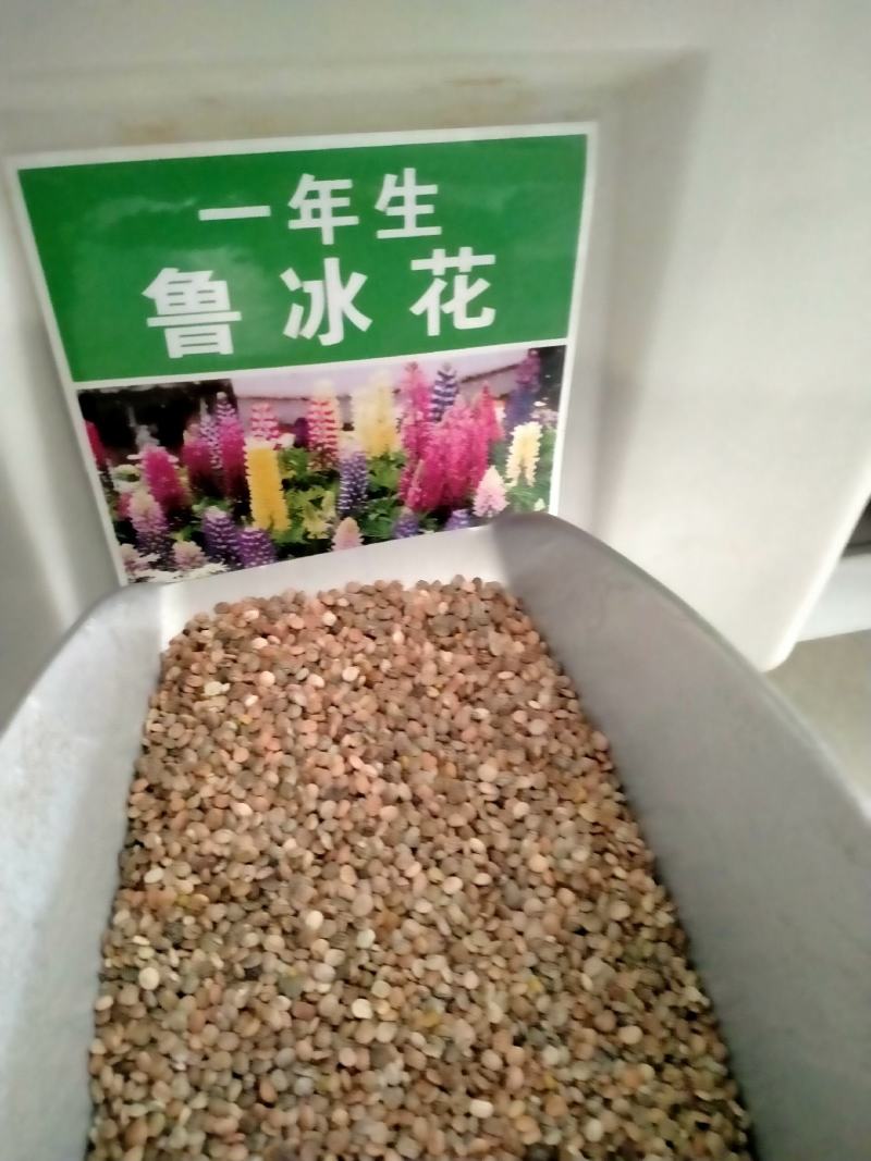 鲁冰花种子易种多年生草本羽扇豆四季花籽易活室外花种子耐寒