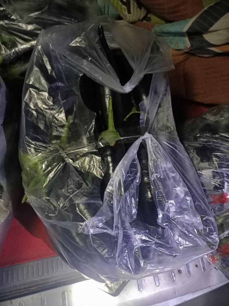 鲜蘑菇