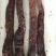 【阿拉善发货】野生肉苁蓉1根一斤大芸淡苁蓉秋季油苁蓉包邮