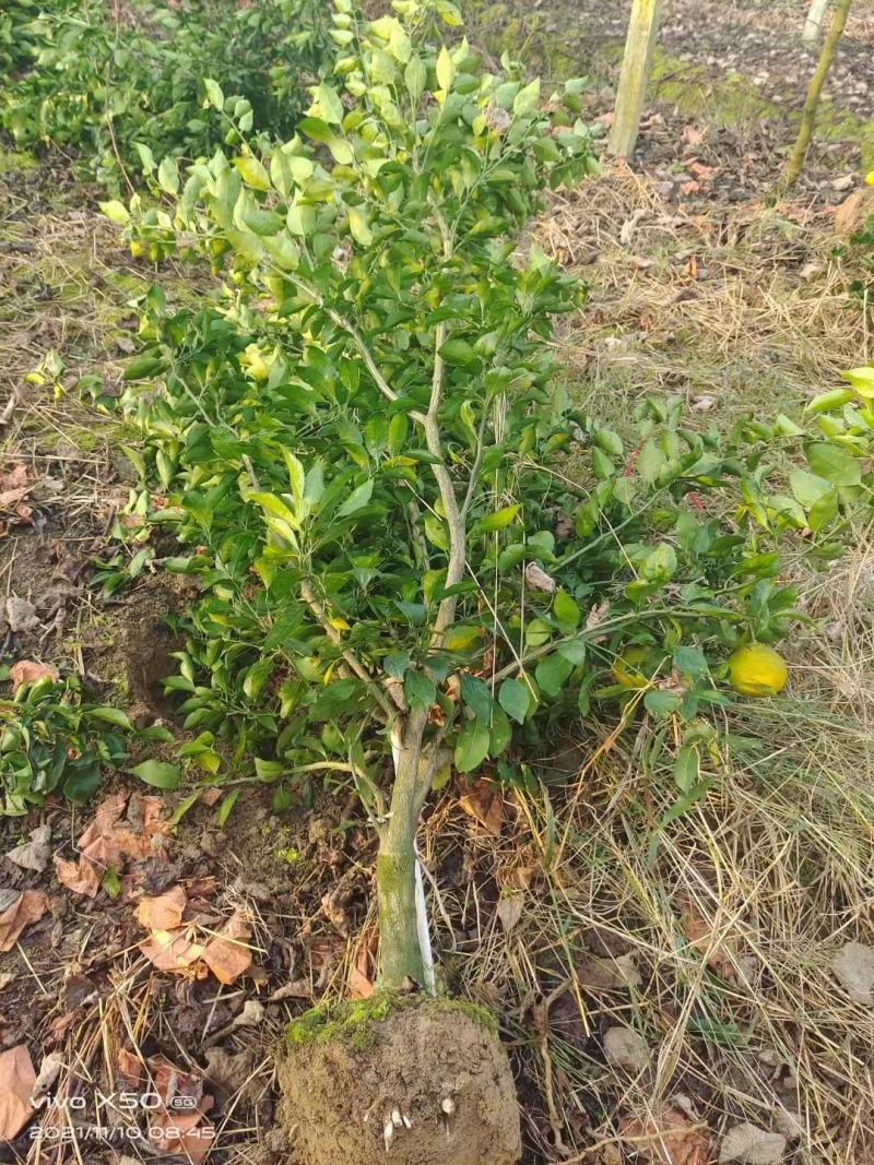 明日见精品假植苗，丫盘好，苗子清秀，根系发达，两公分左右
