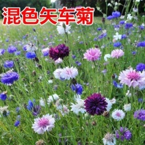 新矢车菊花卉种子蓝色矢车菊花籽春秋播种花海庭院道路盆栽易