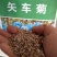 新矢车菊花卉种子蓝色矢车菊花籽春秋播种花海庭院道路盆栽易