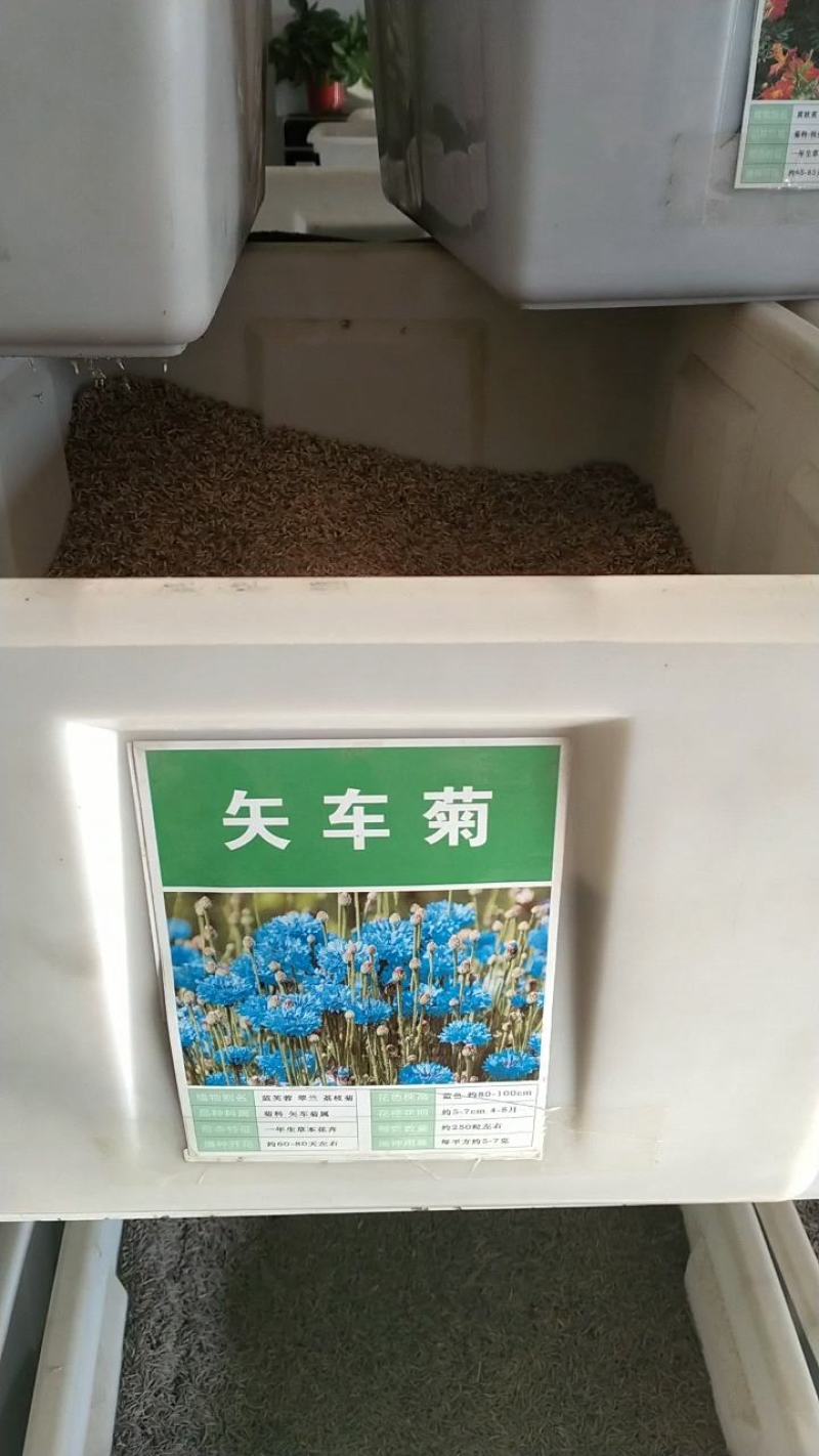 新矢车菊花卉种子蓝色矢车菊花籽春秋播种花海庭院道路盆栽易
