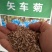 新矢车菊花卉种子蓝色矢车菊花籽春秋播种花海庭院道路盆栽易