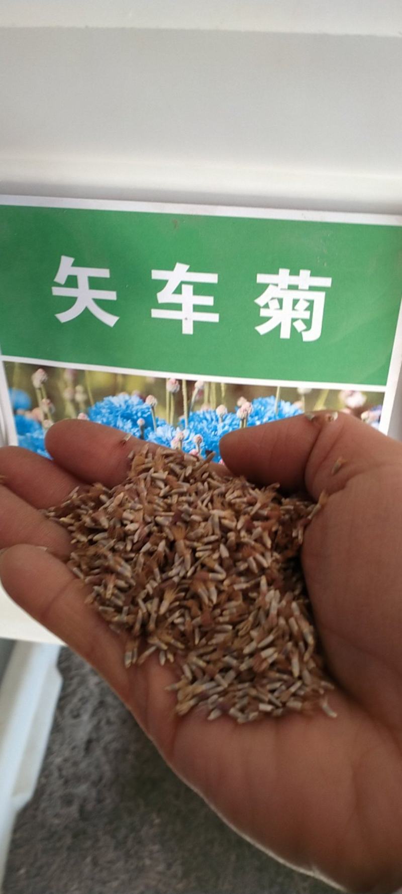 新矢车菊花卉种子蓝色矢车菊花籽春秋播种花海庭院道路盆栽易
