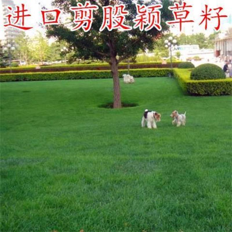 剪股颖种子不修剪草坪种子果岭地毯草种草籽四季常青庭高尔夫