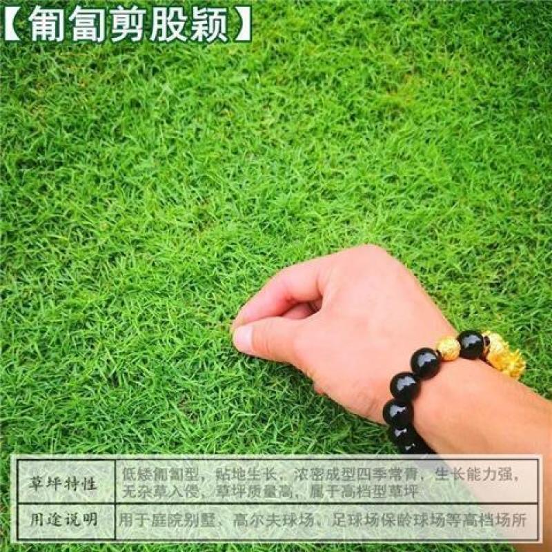 剪股颖种子不修剪草坪种子果岭地毯草种草籽四季常青庭高尔夫