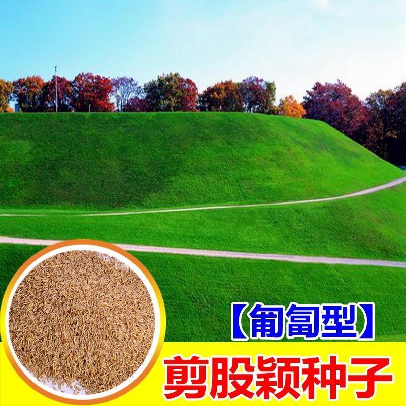 剪股颖种子不修剪草坪种子果岭地毯草种草籽四季常青庭高尔夫