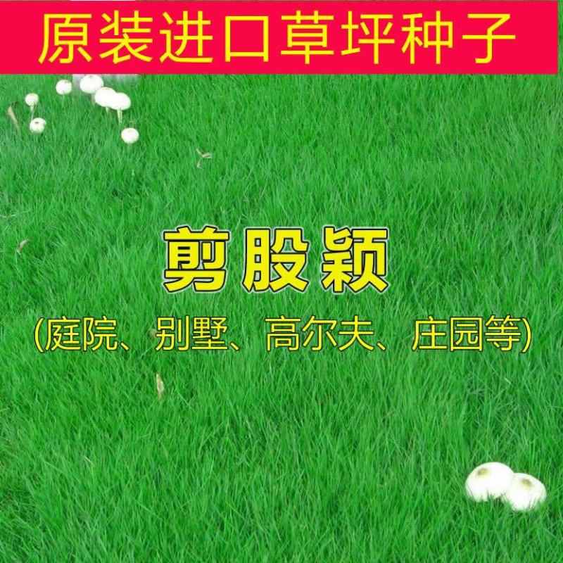 剪股颖种子不修剪草坪种子果岭地毯草种草籽四季常青庭高尔夫