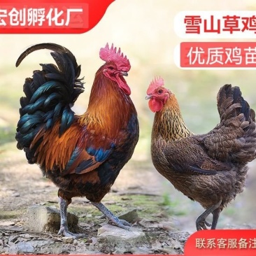 优质草鸡苗散养雪山草鸡苗出壳必打疫苗质量优包运输存活