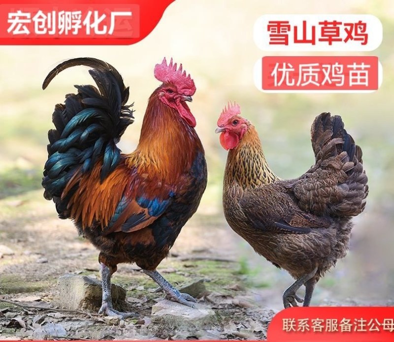 优质草鸡苗散养雪山草鸡苗出壳必打疫苗质量优包运输存活