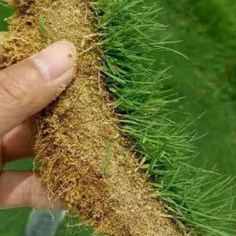 进口匍匐型剪股颖种子草坪草种子高尔夫球场别墅庭院绿化
