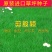 进口匍匐型剪股颖种子草坪草种子高尔夫球场别墅庭院绿化