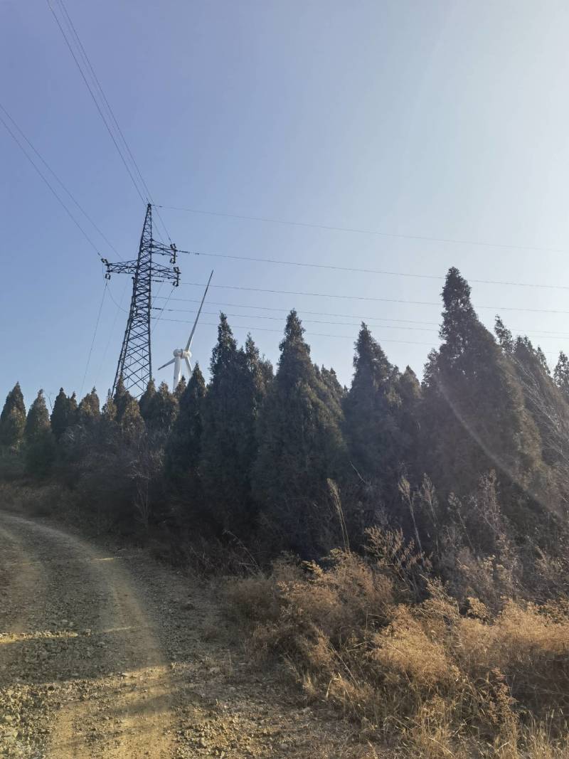 出售山西4米雪松，4.5米雪松5米价格优惠。