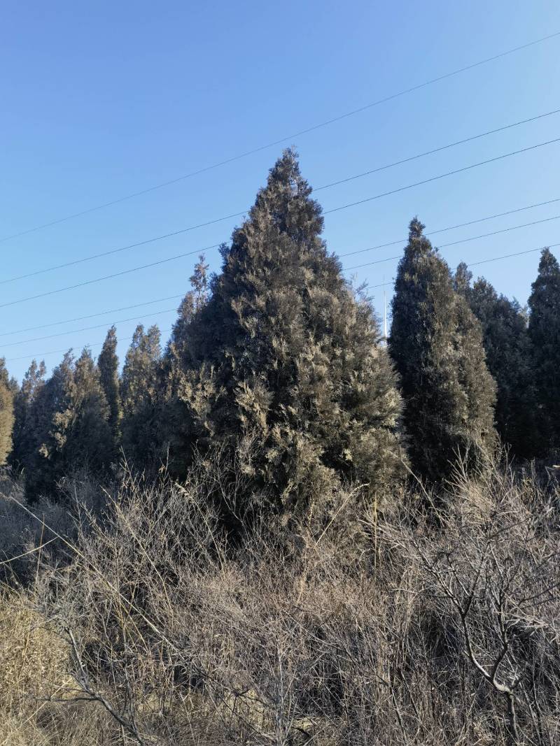出售山西4米雪松，4.5米雪松5米价格优惠。