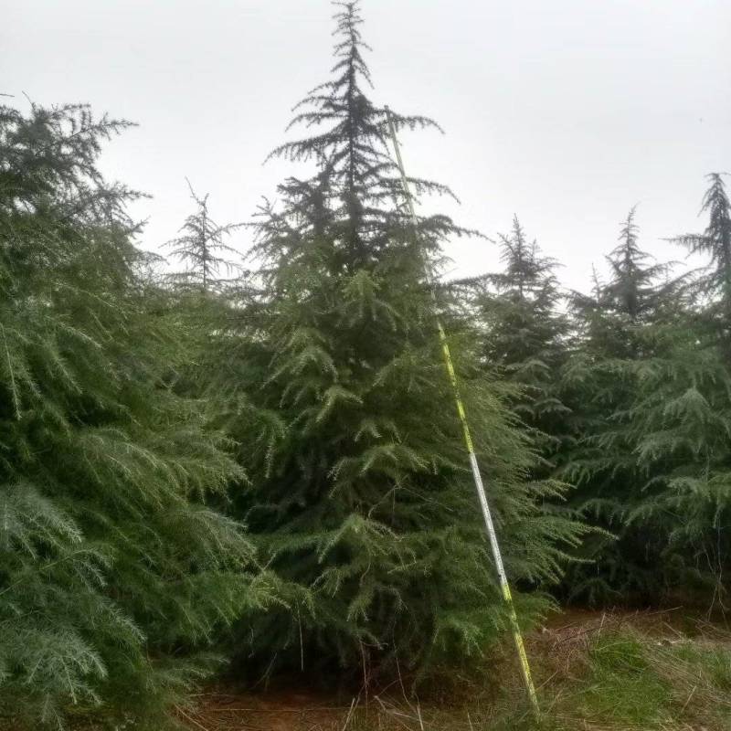 出售山西4米雪松，4.5米雪松5米价格优惠。