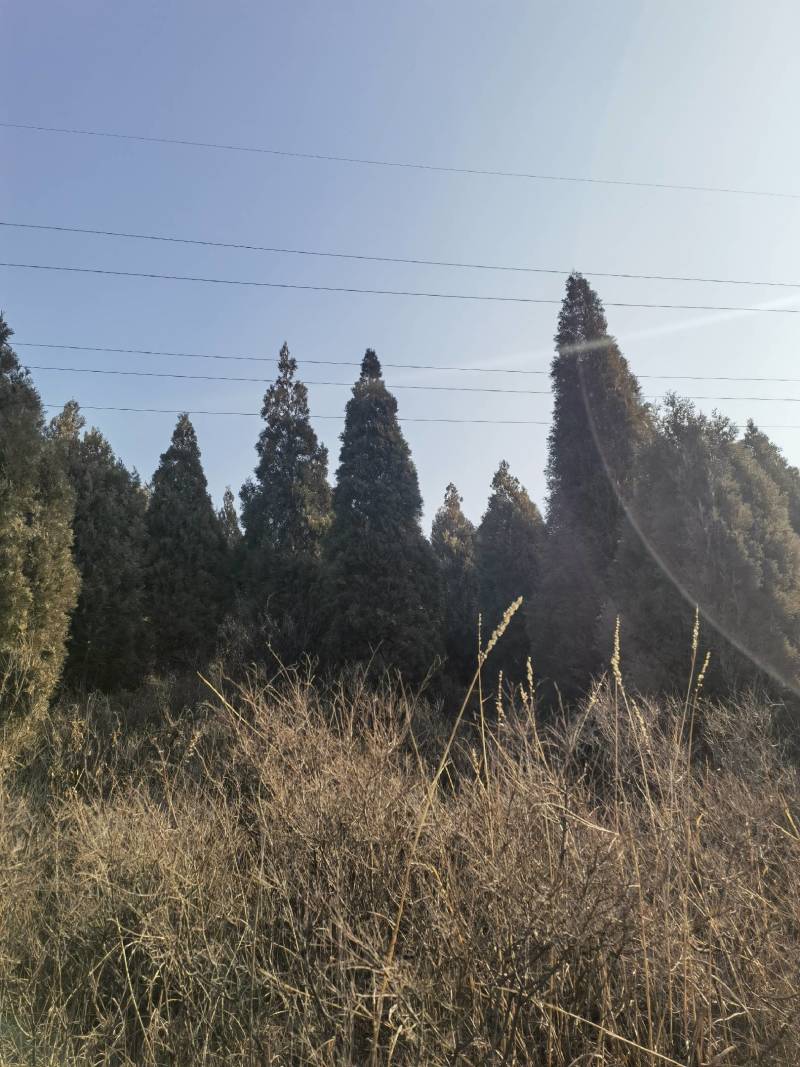 出售山西4米雪松，4.5米雪松5米价格优惠。