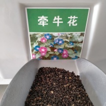 牵牛花种子爬藤喇叭花种子四季种易活花种籽子花种开花室外庭