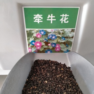 牵牛花种子爬藤喇叭花种子四季种易活花种籽子花种开花室外庭