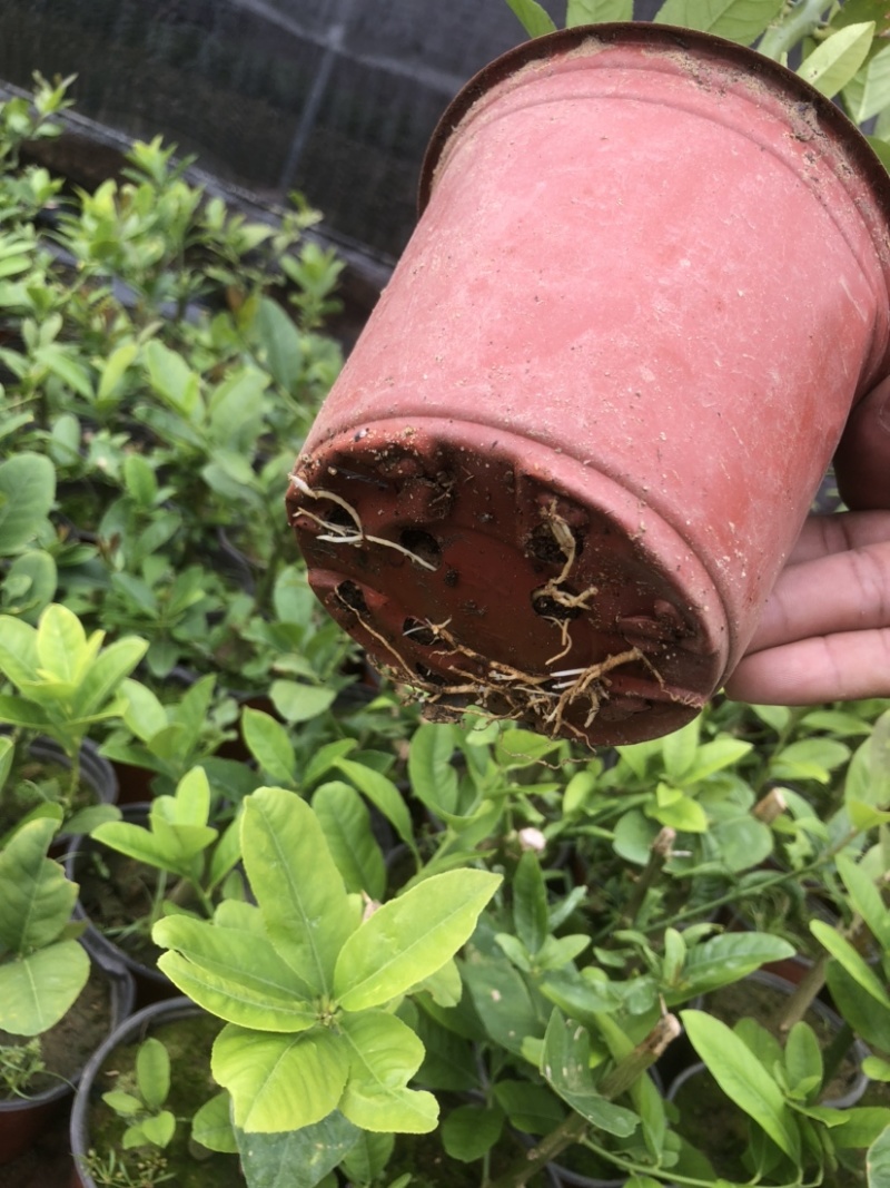 正宗广东四季无籽香水柠檬高产苗（注意今年大量嫁接假苗上市