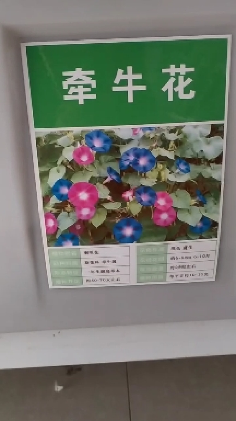 牵牛花种子爬藤喇叭花种子四季种易活花种籽子花种开花室外庭