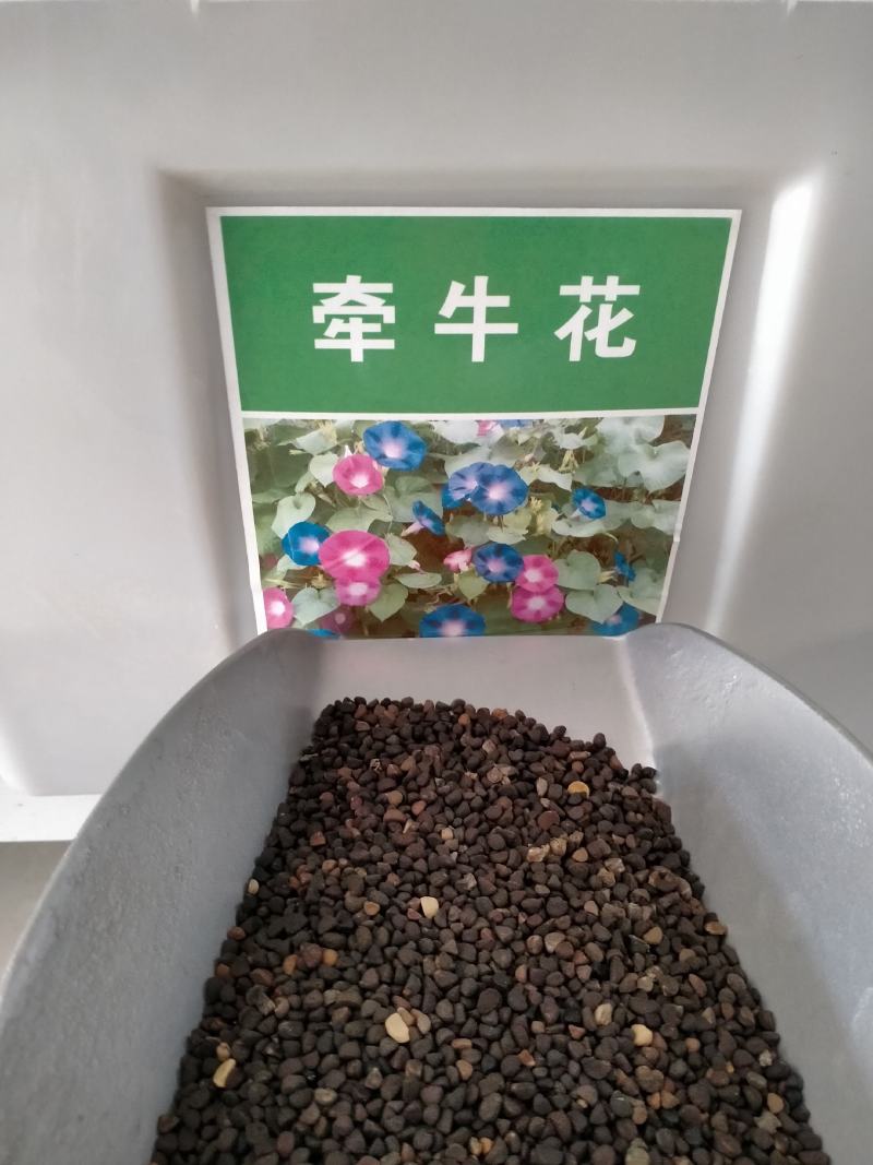 牵牛花种子爬藤喇叭花种子四季种易活花种籽子花种开花室外庭