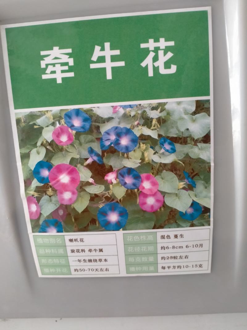 牵牛花种子爬藤喇叭花种子四季种易活花种籽子花种开花室外庭