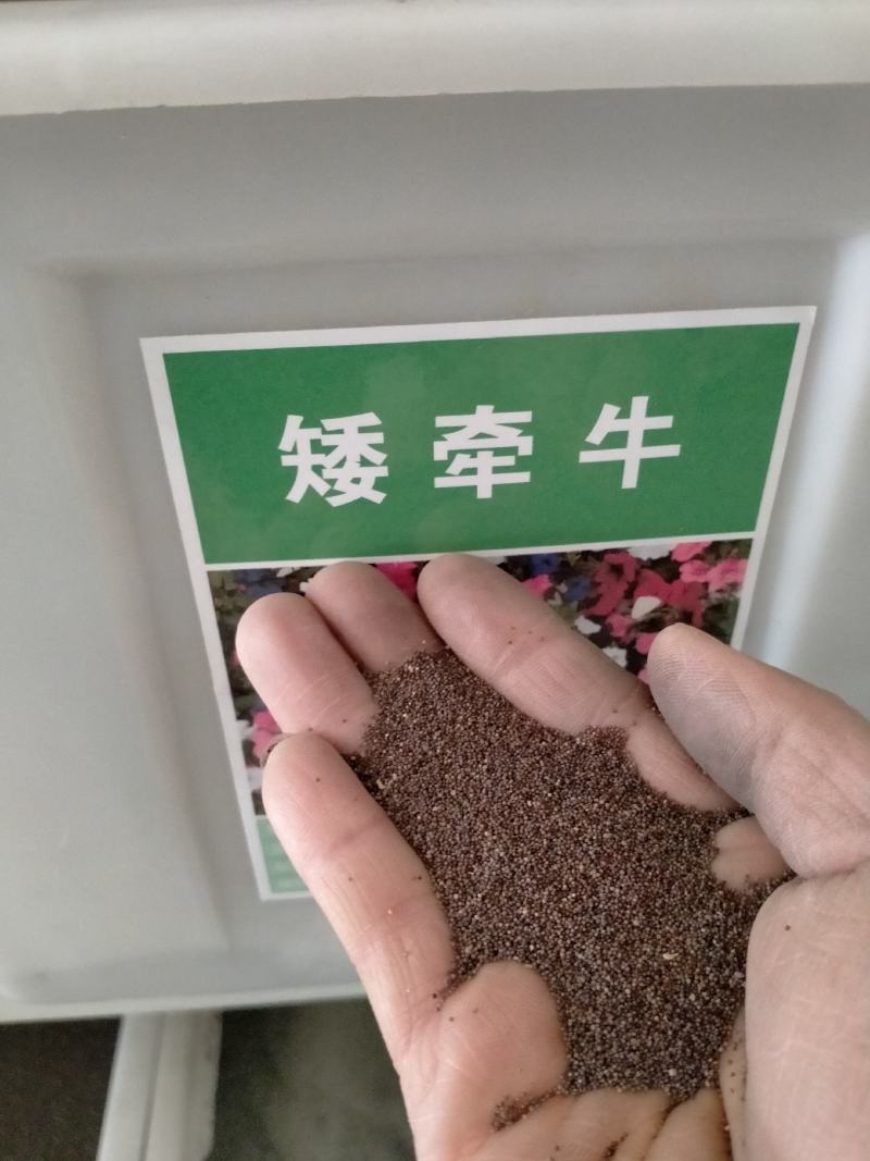 牵牛花种子爬藤喇叭花种子四季种易活花种籽子花种开花室外庭