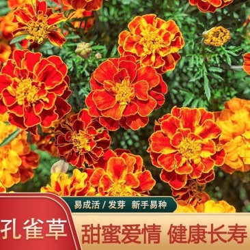 孔雀草种子耐寒秋播花卉植物盆栽景观工程园林花海花草花种子