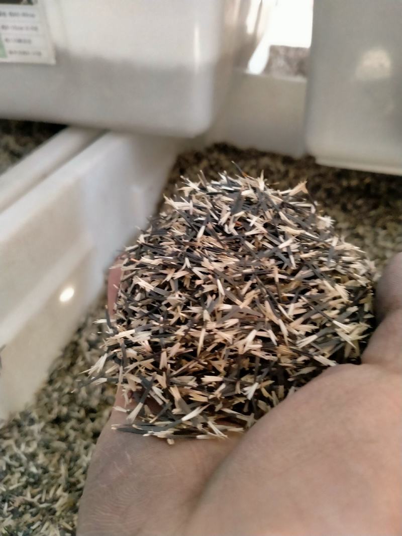 孔雀草种子耐寒秋播花卉植物盆栽景观工程园林花海花草花种子