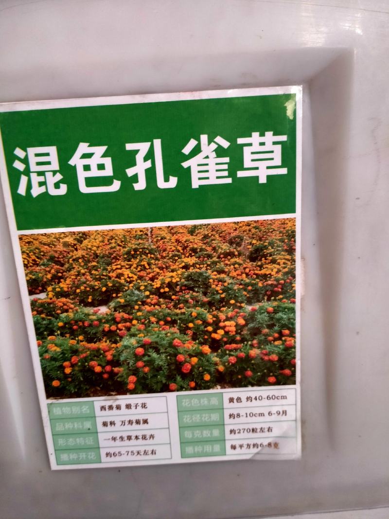 孔雀草种子耐寒秋播花卉植物盆栽景观工程园林花海花草花种子