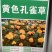 孔雀草种子耐寒秋播花卉植物盆栽景观工程园林花海花草花种子
