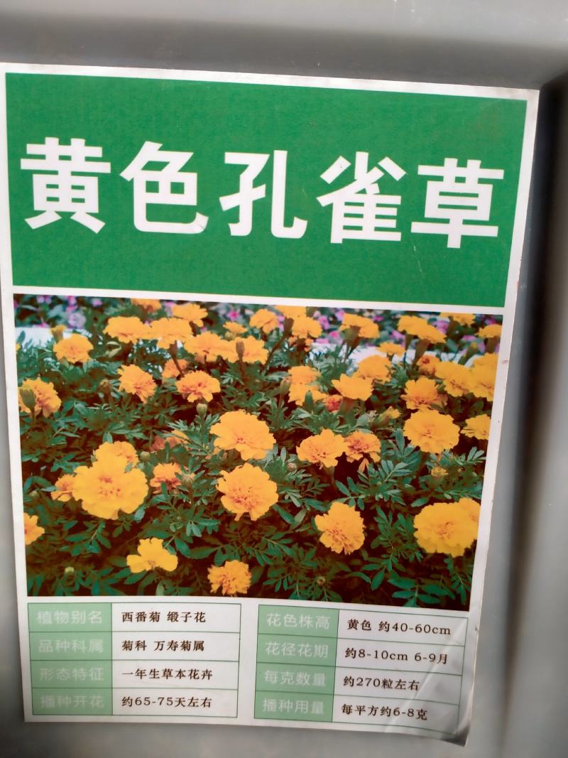 孔雀草种子耐寒秋播花卉植物盆栽景观工程园林花海花草花种子