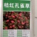 孔雀草种子耐寒秋播花卉植物盆栽景观工程园林花海花草花种子
