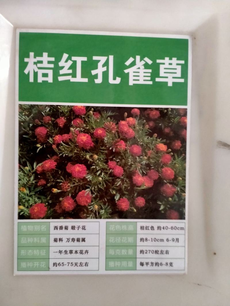 孔雀草种子耐寒秋播花卉植物盆栽景观工程园林花海花草花种子