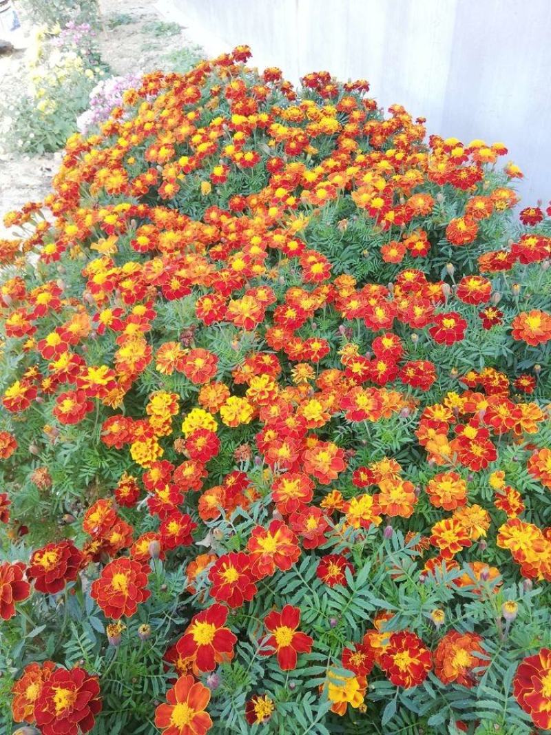 孔雀草种子耐寒秋播花卉植物盆栽景观工程园林花海花草花种子