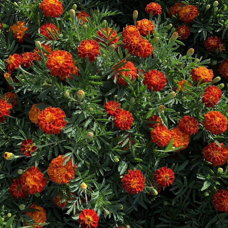 孔雀草种子耐寒秋播花卉植物盆栽景观工程园林花海花草花种子