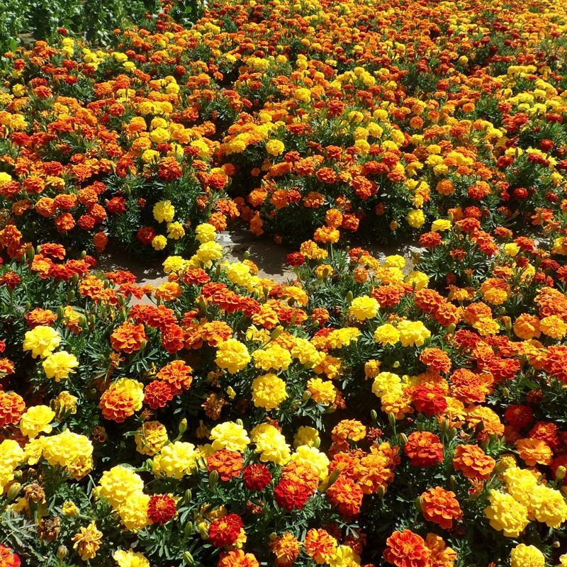 孔雀草种子耐寒秋播花卉植物盆栽景观工程园林花海花草花种子