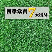 绿化草坪种子马尼拉草籽护坡草进口黑麦草籽草坪四季青高羊茅