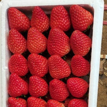 （顺平县）久久奶油草莓基地现摘现发，大量现货，保质保量。