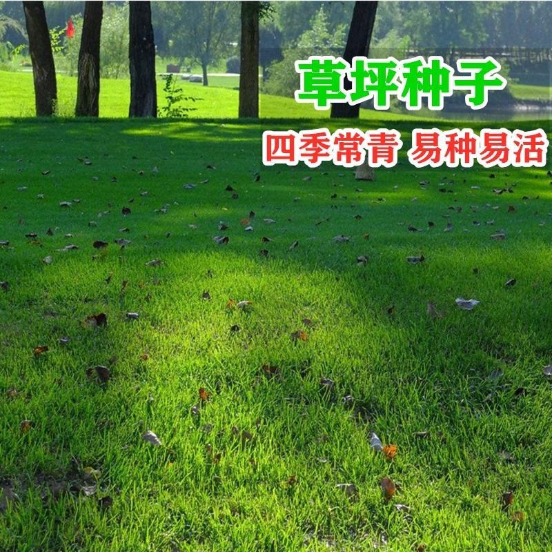 绿化草坪种子马尼拉草籽护坡草进口黑麦草籽草坪四季青高羊茅