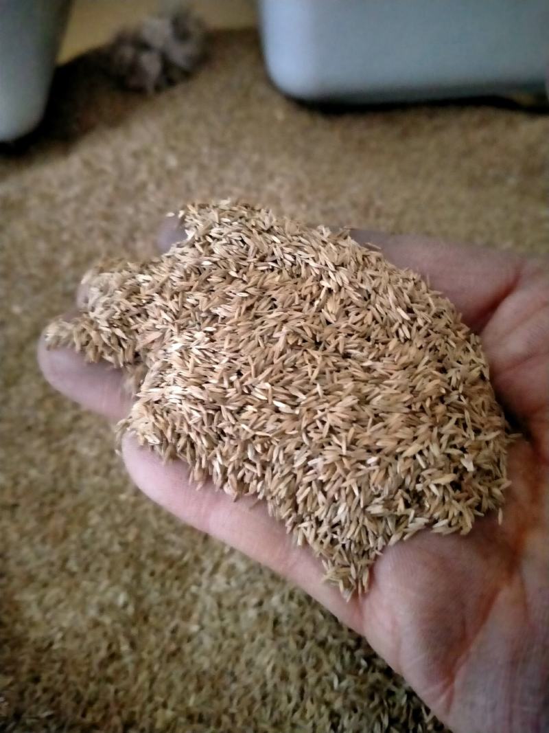 绿化草坪种子马尼拉草籽护坡草进口黑麦草籽草坪四季青高羊茅
