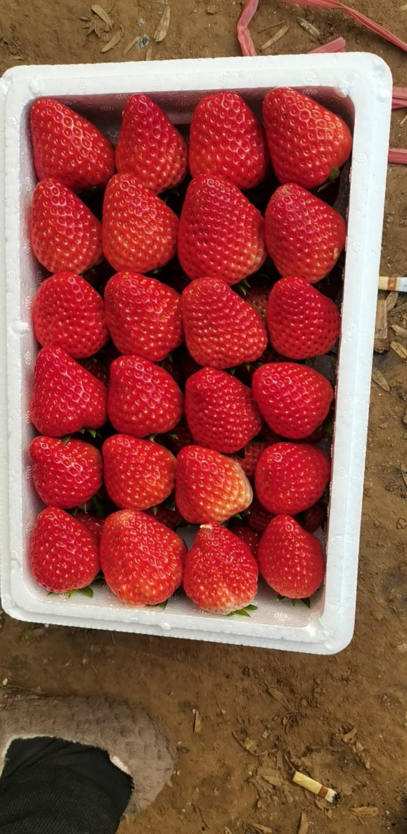 （顺平县）久久奶油草莓基地现摘现发，大量现货，保质保量。