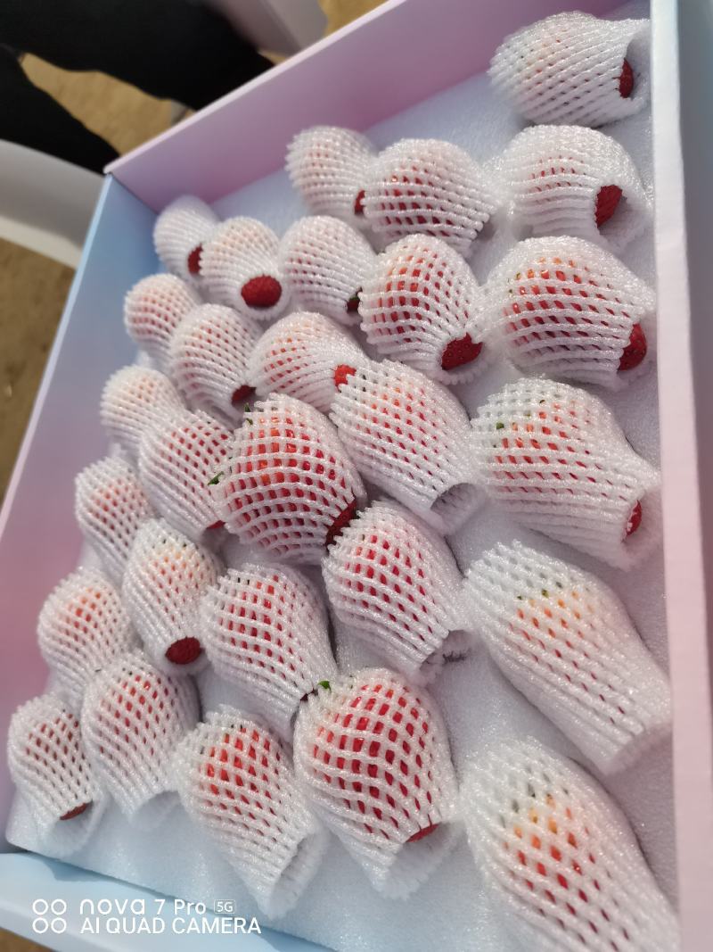 （顺平县）久久奶油草莓基地现摘现发，大量现货，保质保量。